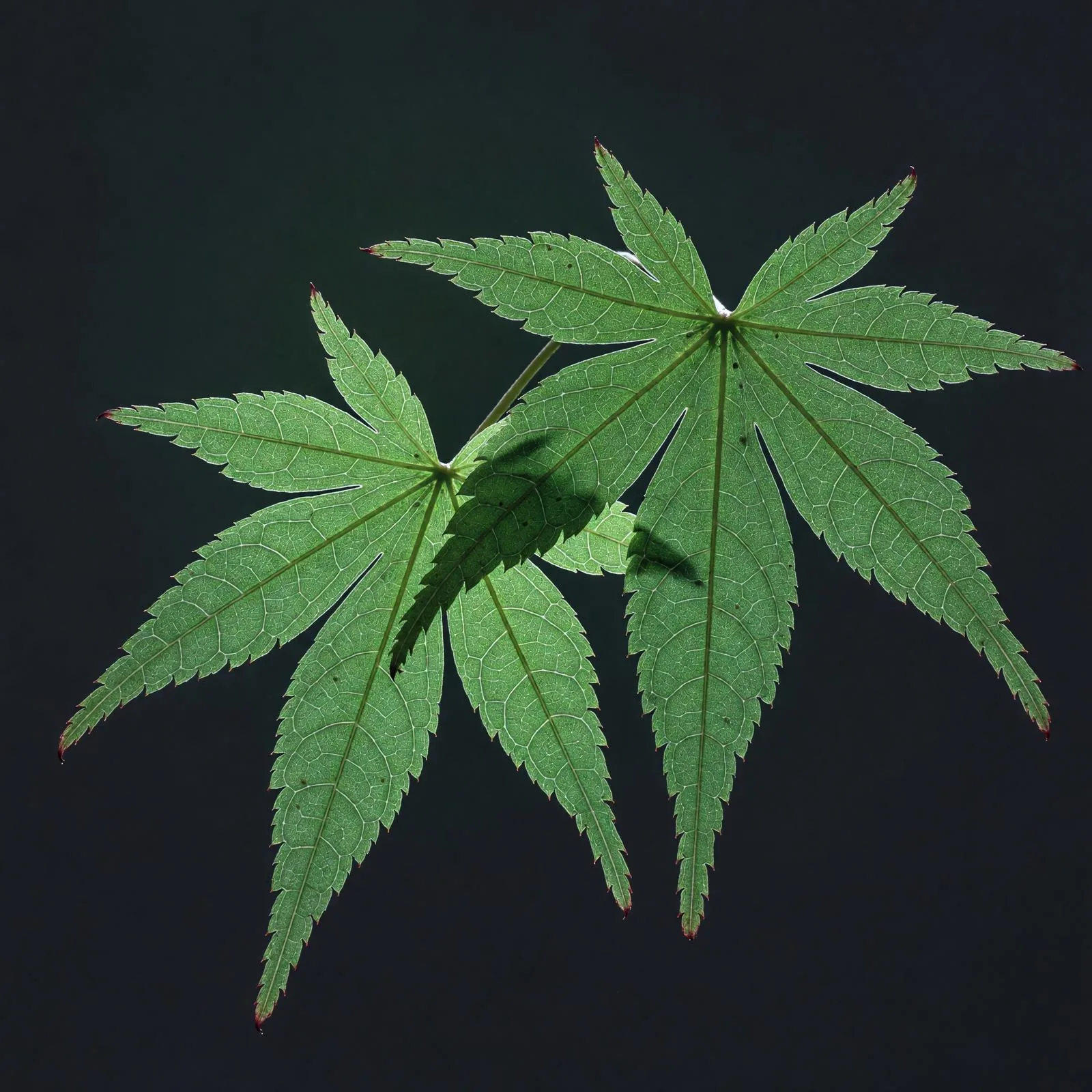 葉の半透明性を捉えた実験写真 / Experimental photograph capturing leaf translucency